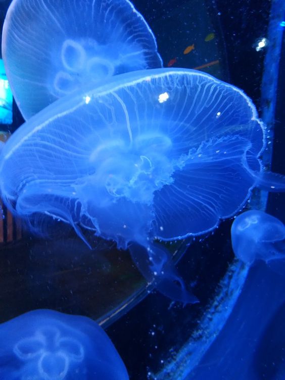 polipi e meduse