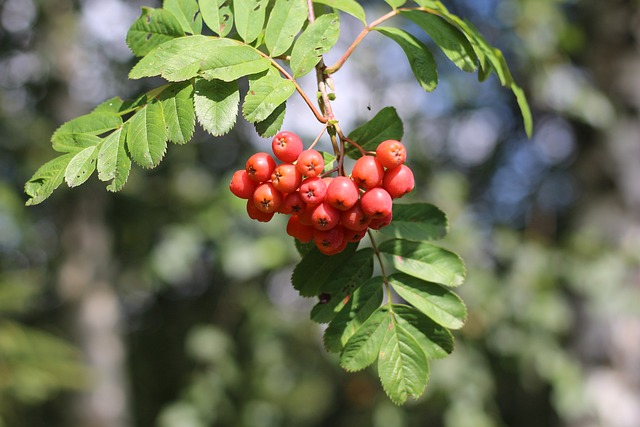 frutti