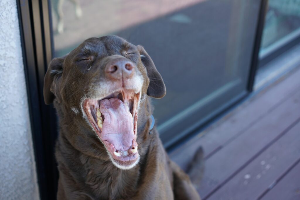 Cane che sbadiglia vicino al proprietario, esempio di contagio dello sbadiglio tra animali e umani