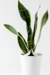 Pianta serpente Sansevieria in vaso, una delle piante da interno citate nello studio NASA sulla qualità dell'aria